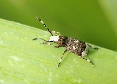 Platystomos albinus