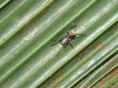 Myrmecotypus niger