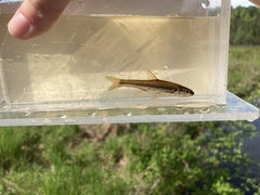 Notropis heterolepis