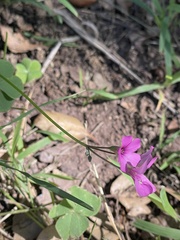 Oxalis articulata
