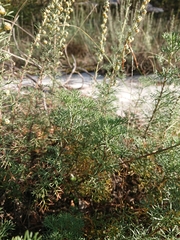 Artemisia alba