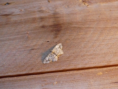Hypagyrtis piniata