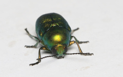 Cryptocephalus sericeus