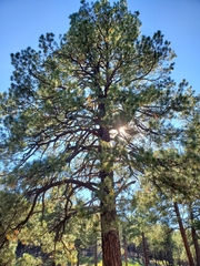 Pinus ponderosa