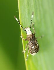 Platystomos albinus