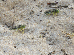 Stictia signata