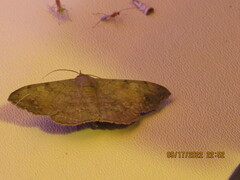 Hemeroplanis scopulepes