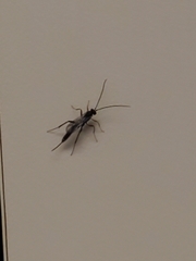 Pimpla pedalis