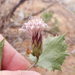 Acourtia nana