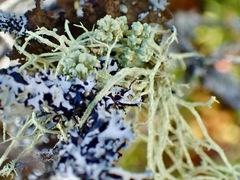Evernia mesomorpha