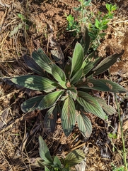 Phacelia imbricata