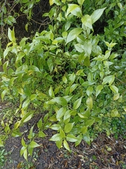 Geniostoma ligustrifolium ligustrifolium