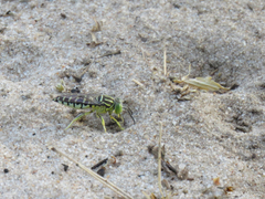 Stictia signata