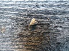 Hypenodes fractilinea