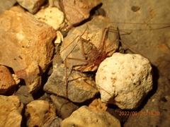Amblypygi