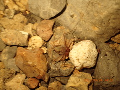 Amblypygi