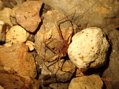 Amblypygi