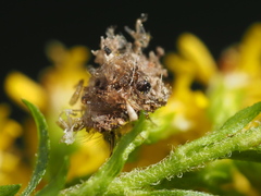 Ceraeochrysa lineaticornis