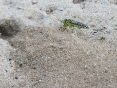 Stictia signata