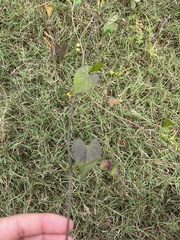 Ipomoea coccinea
