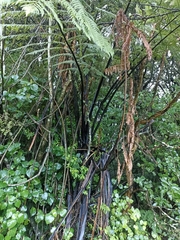 Cyathea medullaris