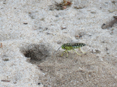 Stictia signata