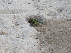 Stictia signata