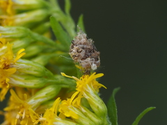 Ceraeochrysa lineaticornis