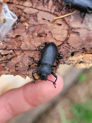 Tenebrionidae
