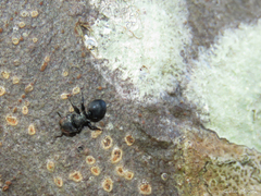 Cephalotes pusillus