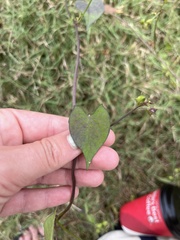 Ipomoea coccinea
