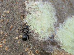 Cephalotes pusillus