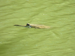 Trachemys hartwegi