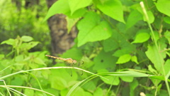 Erythrodiplax funerea