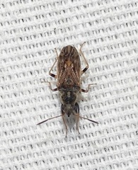 Pseudopachybrachius basalis