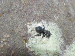 Cephalotes pusillus