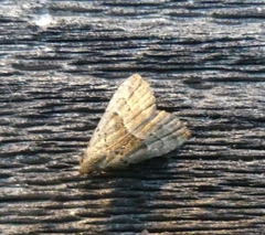 Hypenodes fractilinea