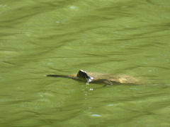Trachemys hartwegi