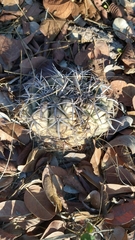 Discocactus