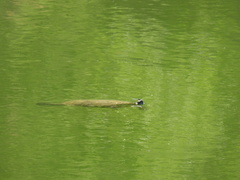 Trachemys hartwegi