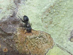 Cephalotes pusillus