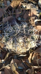 Discocactus