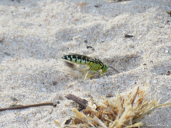 Stictia signata
