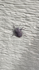 Brochymena quadripustulata