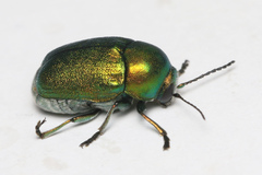 Cryptocephalus sericeus