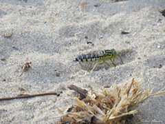 Stictia signata