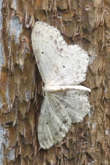 Idaea dimidiata