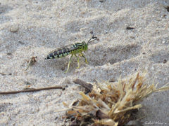 Stictia signata