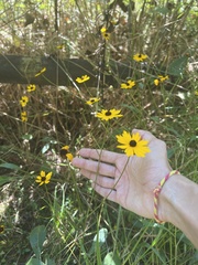 Coreopsis linifolia