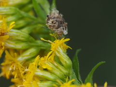 Ceraeochrysa lineaticornis